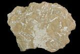 Ordovician Bryozoans (Chasmatopora) Plate - Estonia #98012-1